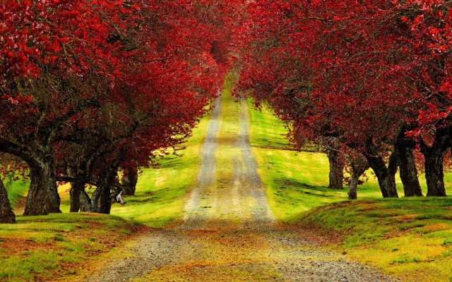 Autumn path red leaves green #2 free wallpaper for desktop - medium preview image