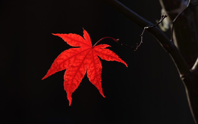 Red leaf night dark background free wallpaper for desktop - medium preview image