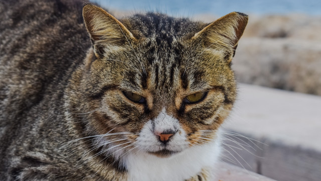 Cat ledge angry blurry background free wallpaper for desktop - medium preview image