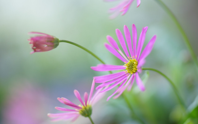 Pink flower macro blurry background #9 free wallpaper for desktop - medium preview image