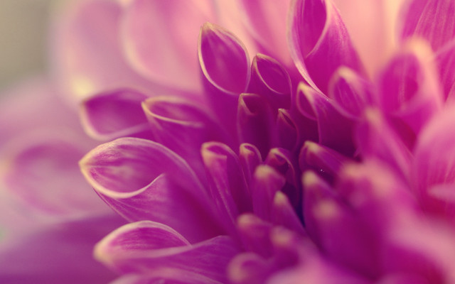 Pink flower macro bokeh blurry #2 free wallpaper for desktop - medium preview image