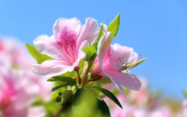 Pink flower green leaves blue #6 free wallpaper for desktop - medium preview image