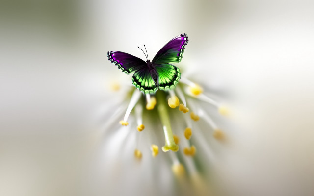 Green purple butterfly flower yellow free wallpaper for desktop - medium preview image