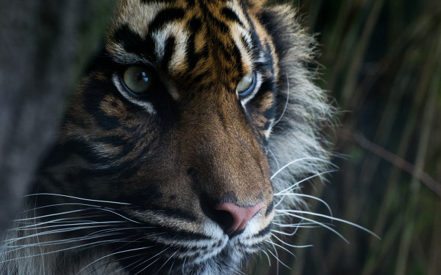 Tiger staring distance blurry background free wallpaper for desktop - medium preview image