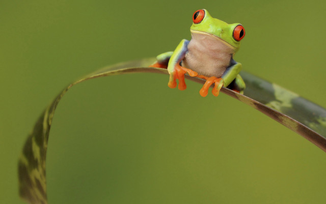 Frog red eyes plant stem free wallpaper for desktop - medium preview image