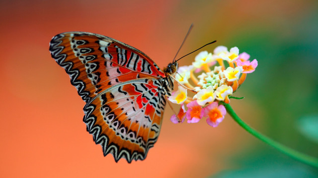 Butterfly flower cloisonnism macro gradient free wallpaper for desktop - medium preview image