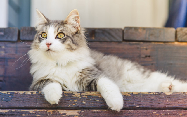 Sad cat wooden bench outdoors free wallpaper for desktop - medium preview image