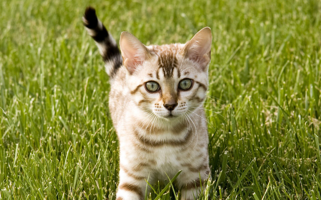 Kitten walking grass green field free wallpaper for desktop - medium preview image
