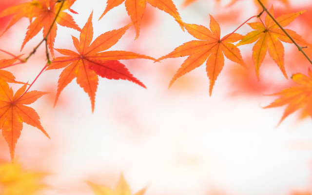 Leafy tree autumn sky blurry free wallpaper for desktop - medium preview image