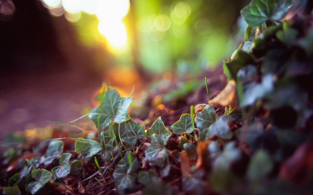 Plant leaves sunlight bokeh depth free wallpaper for desktop - medium preview image