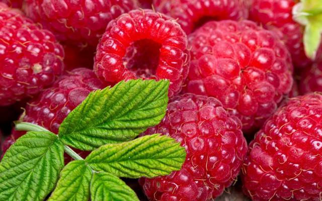 Raspberries leaves water droplets closeup free wallpaper for desktop - medium preview image