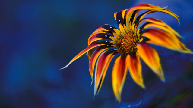 Colorful flower blue background holography free wallpaper for desktop - medium preview image