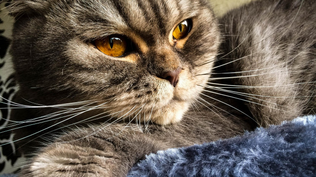 Cat blue blanket serious eye free wallpaper for desktop - medium preview image