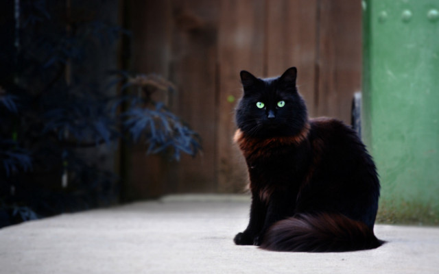Black cat green eyes patio free wallpaper for desktop - medium preview image