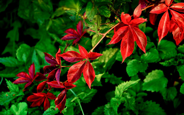 Red flower leaves butterfly forest free wallpaper for desktop - medium preview image