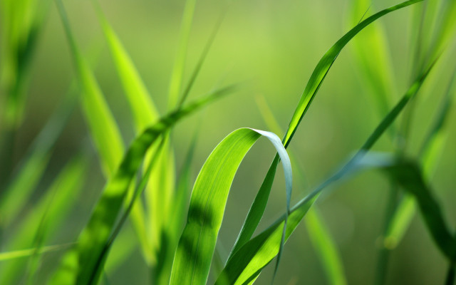 Grass blurry background macro nature free wallpaper for desktop - medium preview image