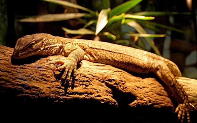 Lizard rock dark closed eyes free wallpaper for desktop - medium preview image