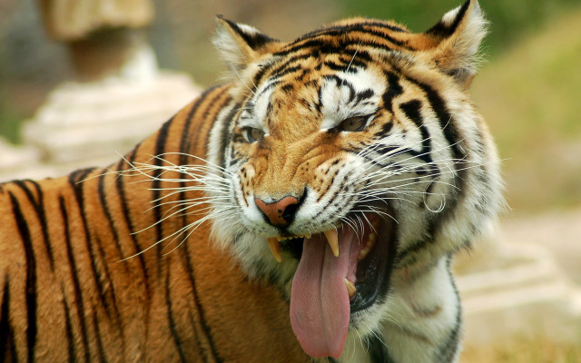 Tiger open mouth blurry background free wallpaper for desktop - medium preview image