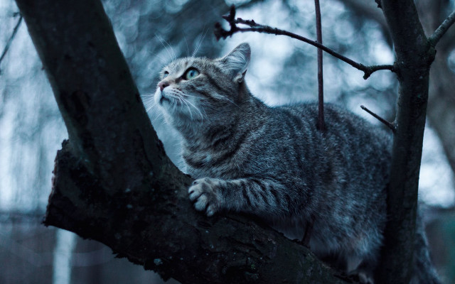 Cat branch outdoor snowy monster free wallpaper for desktop - medium preview image