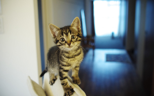 Tiny kitten white hat wooden free wallpaper for desktop - medium preview image