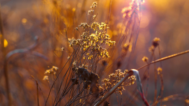 Plant yellow flowers backlighting autumn free wallpaper for desktop - medium preview image