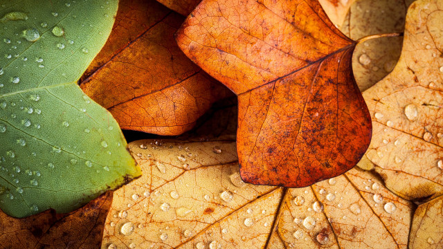 Leaves water droplets macro photorealism free wallpaper for desktop - medium preview image