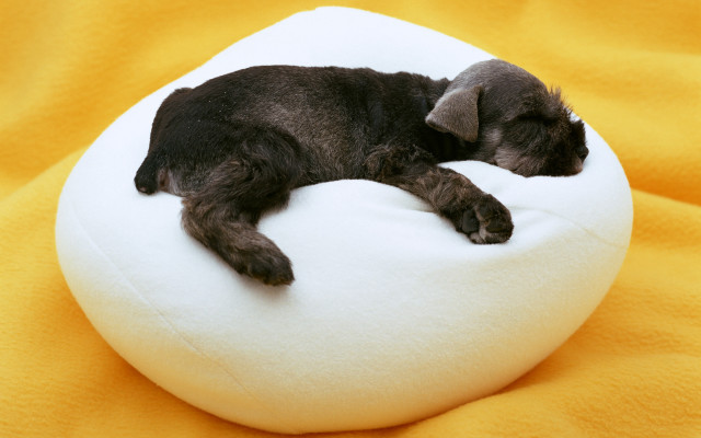 Small black dog sleeping white #2 free wallpaper for desktop - medium preview image