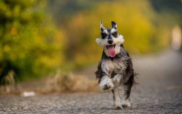 Dog running tongue out outdoors free wallpaper for desktop - medium preview image