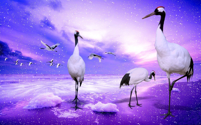 Birds beach night purple sky free wallpaper for desktop - medium preview image