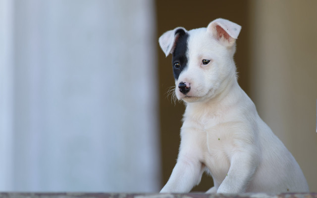 White shiba inu puppy blurry free wallpaper for desktop - medium preview image