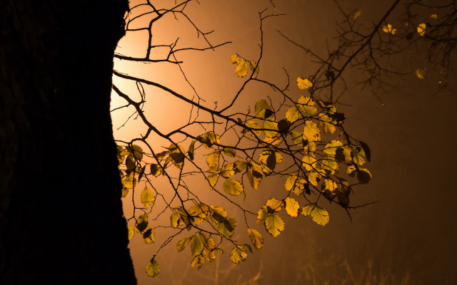 Tree branch yellow leaves night free wallpaper for desktop - medium preview image
