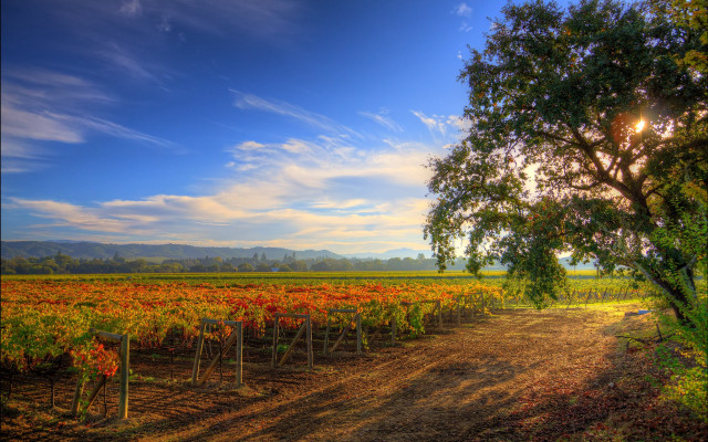 Dirt road tree sky clouds #2 free wallpaper for desktop - medium preview image