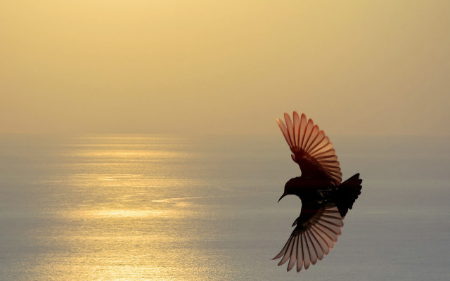 Bird ocean sun feathers wings free wallpaper for desktop - medium preview image