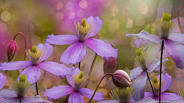 Purple flowers butterfly bokeh macro #2 free wallpaper for desktop - medium preview image