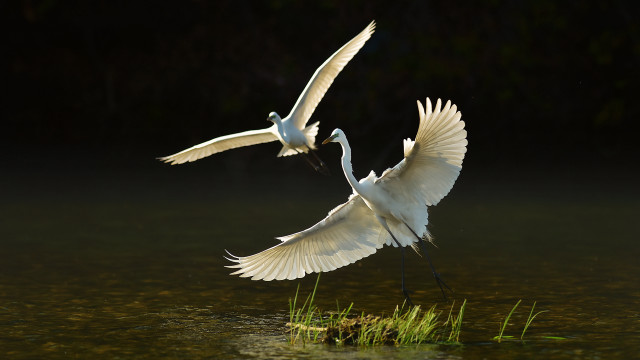 White birds flying over water free wallpaper for desktop - medium preview image