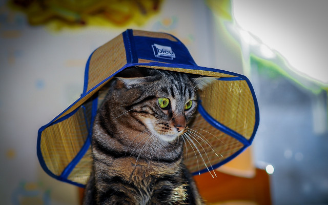 Cat hat blue band toyism free wallpaper for desktop - medium preview image