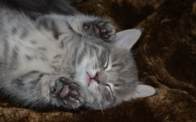 Cat sleeping brown blanket closed free wallpaper for desktop - medium preview image
