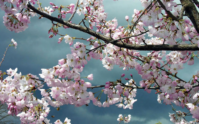 Pink flower tree cloudy sky free wallpaper for desktop - medium preview image