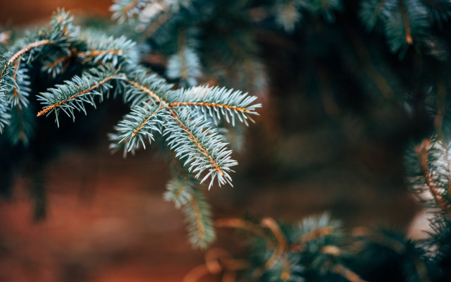 Pine needles branch blurry background free wallpaper for desktop - medium preview image