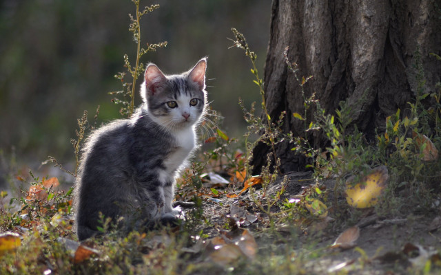 Cat grass tree bird christmas free wallpaper for desktop - medium preview image