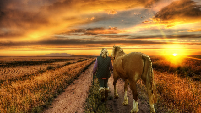 Horses dirt road sunset field free wallpaper for desktop - medium preview image