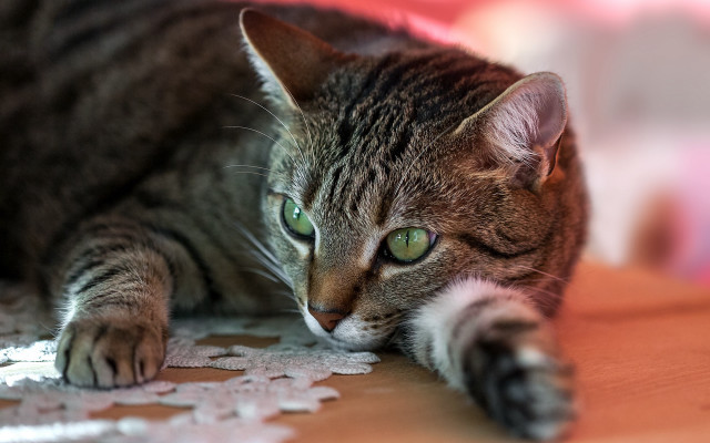 Cat paw table green eyes free wallpaper for desktop - medium preview image