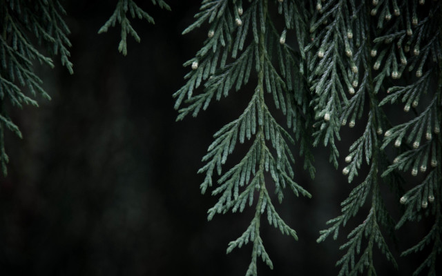 Pine needles cones closeup dark free wallpaper for desktop - medium preview image