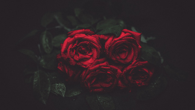 Red roses still life dark free wallpaper for desktop - medium preview image