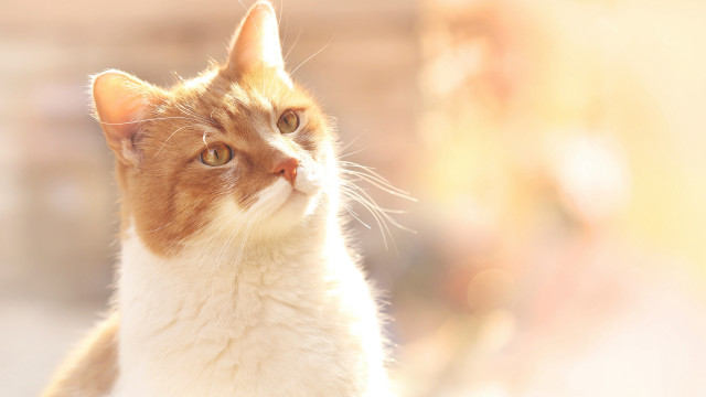 Cat looking up rayonism lens free wallpaper for desktop - medium preview image