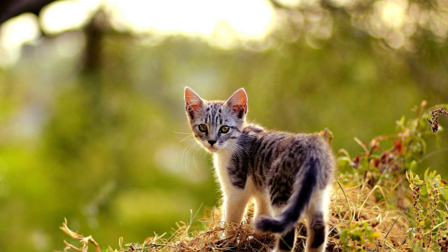 Kitten hillside forest blurry depth free wallpaper for desktop - medium preview image
