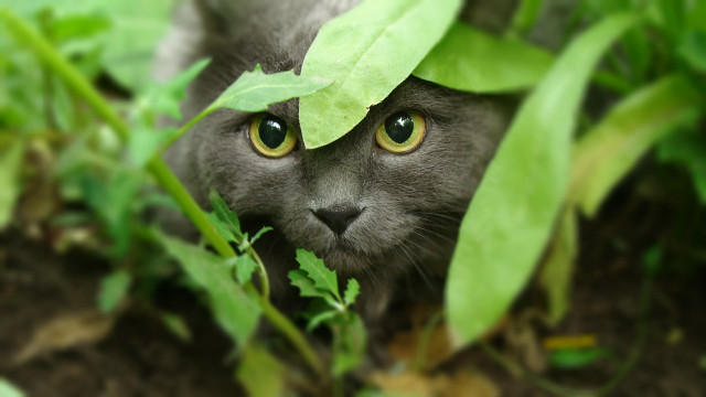 Cat leaf hiding grass bokeh free wallpaper for desktop - medium preview image
