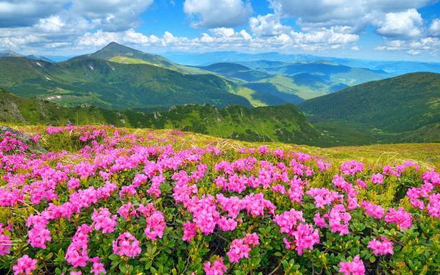 Pink flower field mountain top free wallpaper for desktop - medium preview image