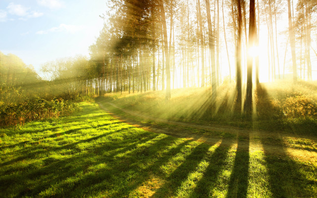 Sunbeam forest path grass light free wallpaper for desktop - medium preview image
