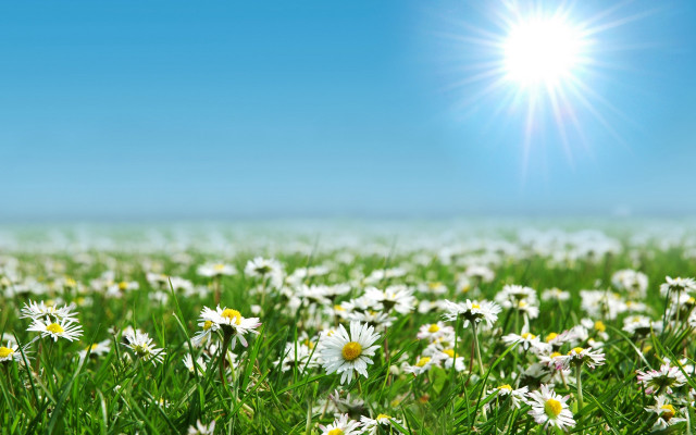 Daisy field blue sky sunlight free wallpaper for desktop - medium preview image